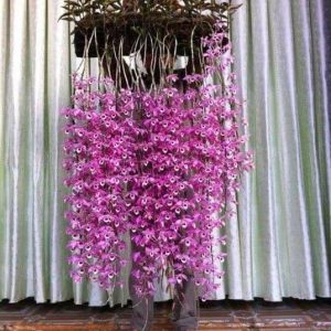 Cây giống lan Giả Hạc Pháp - kie 5-7cm khoẻ mạnh