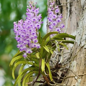 Lan hải yến cây giống