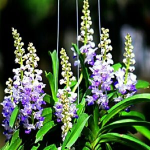 Lan hải yến cây giống