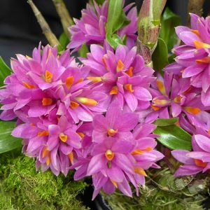 Chậu cây lan Dendro Nhật Hibiki bông chùm cực đẹp