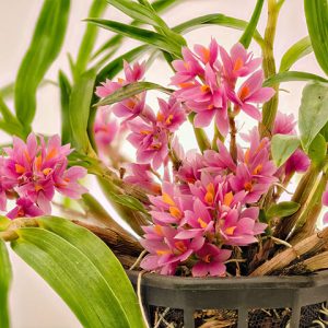 Chậu cây lan Dendro Nhật Hibiki bông chùm cực đẹp