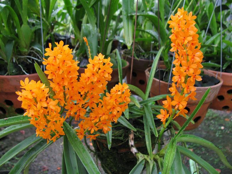 Combo 5 cây giống Lan Rừng Hỏa Hoàng Cam