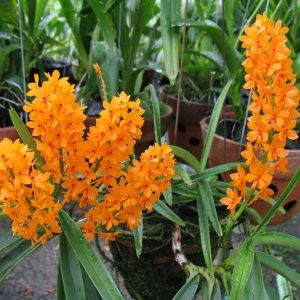 Combo 5 cây giống Lan Rừng Hỏa Hoàng Cam