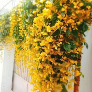 Cây giống Cây Lan Hoàng Dương