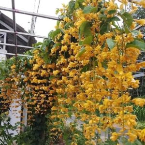 Cây giống Cây Lan Hoàng Dương