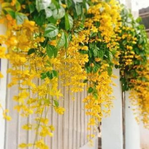 Cây giống Cây Lan Hoàng Dương