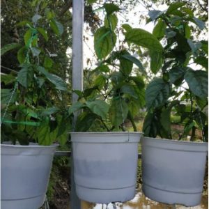 Cây giống Cây Lan Hoàng Dương