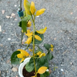 Cây giống Cây Lan Hoàng Dương