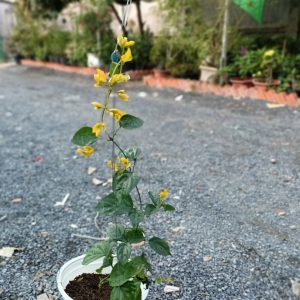 Cây giống Cây Lan Hoàng Dương