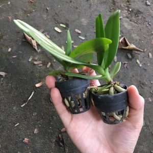 [Cây giống] Lan Hoàng Nhạn