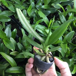 [Cây giống] Lan Hoàng Nhạn