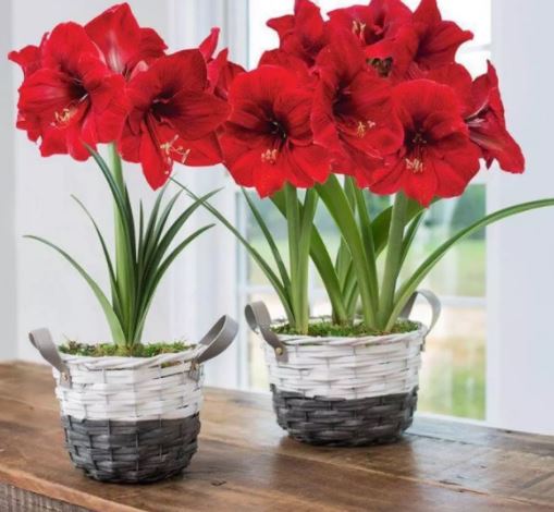 lan-hue-do-nhung-3-11e7a1de-80a6-497f-8a4c-5e86d580db1c