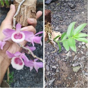 Lan Long Tu Lai Giả Hạc - Cây mầm gốc năm 2 đang phát mạnh