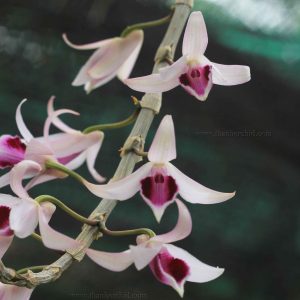 Lan Long Tu Lai Giả Hạc - Cây mầm gốc năm 2 đang phát mạnh