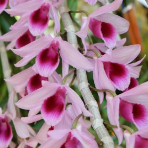 Lan Long Tu Lai Giả Hạc - Cây mầm gốc năm 2 đang phát mạnh