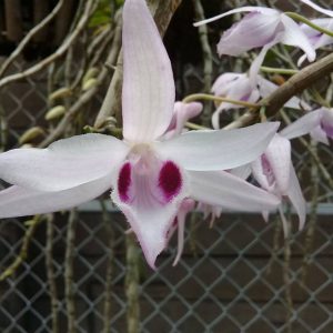 Lan Long Tu Lai Giả Hạc - Cây mầm gốc năm 2 đang phát mạnh