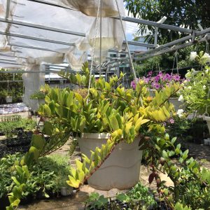 Chậu cây giống hoa lan son môi đỏ kèm chậu treo như hình - Lipstick Plant - Aeschynanthus lobbiana