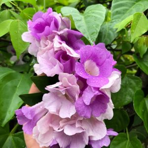 Cây giống Lan Lá Tỏi - Dây Ánh hồng leo - Cây Lý Tím - Cây Bâng Khuâng xuất xứ Mê-xi-cô - Bignonia floribunda Hort