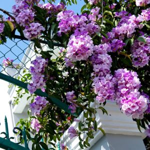 Cây giống Lan Lá Tỏi - Dây Ánh hồng leo - Cây Lý Tím - Cây Bâng Khuâng xuất xứ Mê-xi-cô - Bignonia floribunda Hort