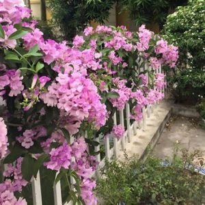 Cây giống Lan Lá Tỏi - Dây Ánh hồng leo - Cây Lý Tím - Cây Bâng Khuâng xuất xứ Mê-xi-cô - Bignonia floribunda Hort