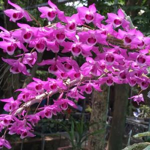 Lan Trầm Đài Loan - Cây giống năm 2 khoẻ mạnh