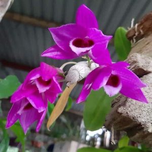 Lan Trầm Đài Loan - Cây giống năm 2 khoẻ mạnh