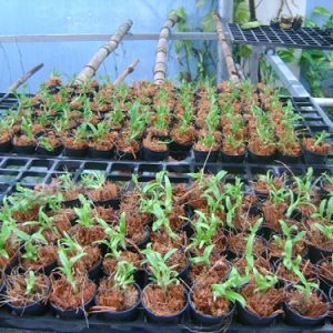 Trầm Hồng Long ươm kie dài 4 đến 7cm