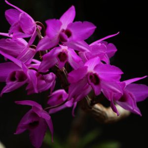 Lan Trầm Đài Loan - Cây giống năm 2 khoẻ mạnh