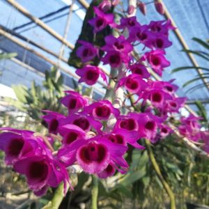 Trầm Hồng Long ươm kie dài 4 đến 7cm