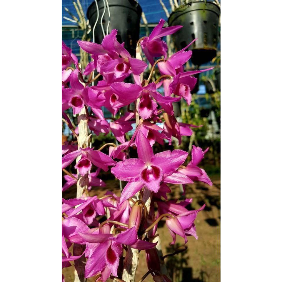 Trầm Hồng Long ươm kie dài 4 đến 7cm