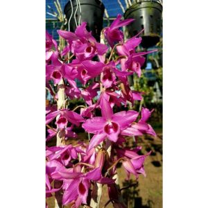 Trầm Hồng Long ươm kie dài 4 đến 7cm