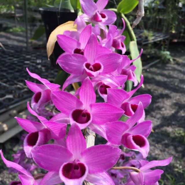 Trầm Hồng Long ươm kie dài 4 đến 7cm