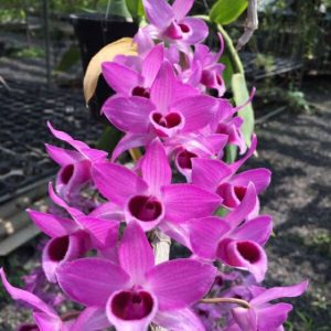 Trầm Hồng Long ươm kie dài 4 đến 7cm