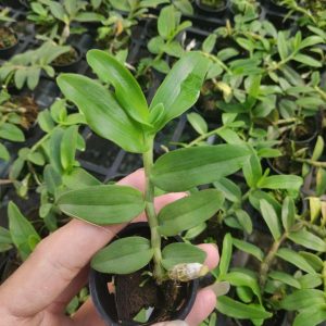 Lan Di Linh lai trầm rồng đỏ - Cây giống năm 2 khoẻ mạnh