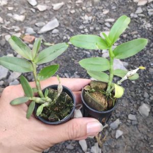 Trầm Hồng Long ươm kie dài 4 đến 7cm