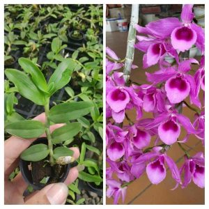 Lan Trầm Đài Loan - Cây giống năm 2 khoẻ mạnh
