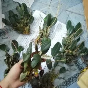 [Giống Quý Hiếm] Lan Rừng - Lan Vảy Rồng hàng đẹp, khóm to, hàng hiếm cho người yêu lan sưu tầm - Giao khóm cây chưa hoa như hình