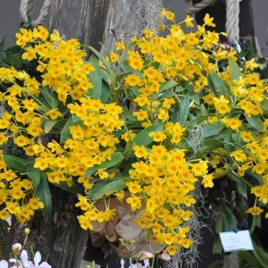 [Giống Quý Hiếm] Lan Rừng - Lan Vảy Rồng hàng đẹp, khóm to, hàng hiếm cho người yêu lan sưu tầm - Giao khóm cây chưa hoa như hình