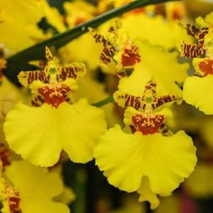 Chậu cây lan Vũ Nữ Vàng - dễ trồng, siêng hoa