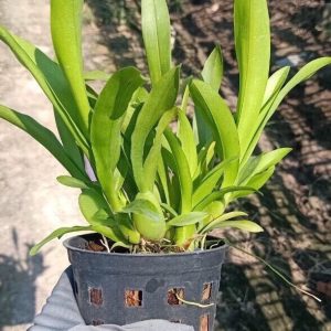 Chậu cây lan Vũ Nữ Vàng - dễ trồng, siêng hoa