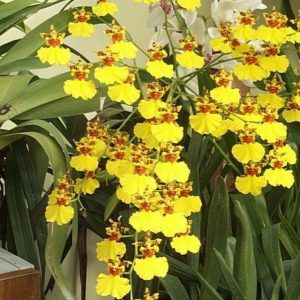 Chậu cây lan Vũ Nữ Vàng - dễ trồng, siêng hoa