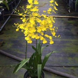 Chậu cây lan Vũ Nữ Vàng - dễ trồng, siêng hoa