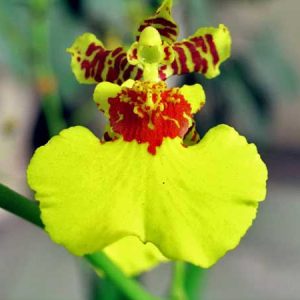 Chậu cây lan Vũ Nữ Vàng - dễ trồng, siêng hoa