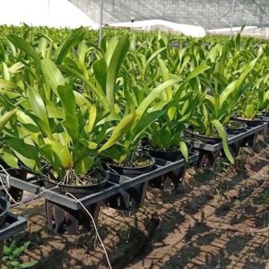 Chậu cây lan Vũ Nữ Vàng - dễ trồng, siêng hoa