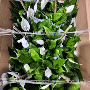 Chậu cây lan Ý thuỷ sinh để bàn