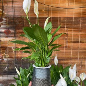 Chậu cây lan Ý thuỷ sinh để bàn