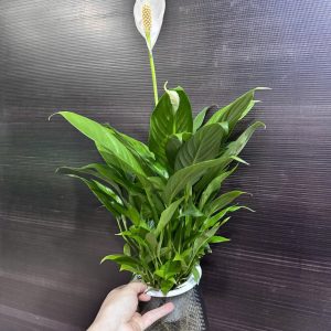 Chậu cây lan Ý thuỷ sinh để bàn