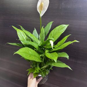 Chậu cây lan Ý thuỷ sinh để bàn