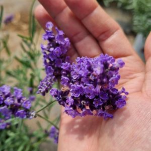 Chậu cây Lavender Costa - Oải hương cho hoa tím