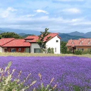 Chậu cây Lavender Costa - Oải hương cho hoa tím